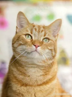 可爱肥脸橘猫图片 可爱肥脸橘猫图片