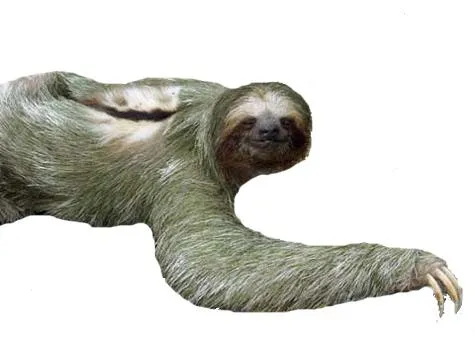 树懒 PNG免抠(475x356)