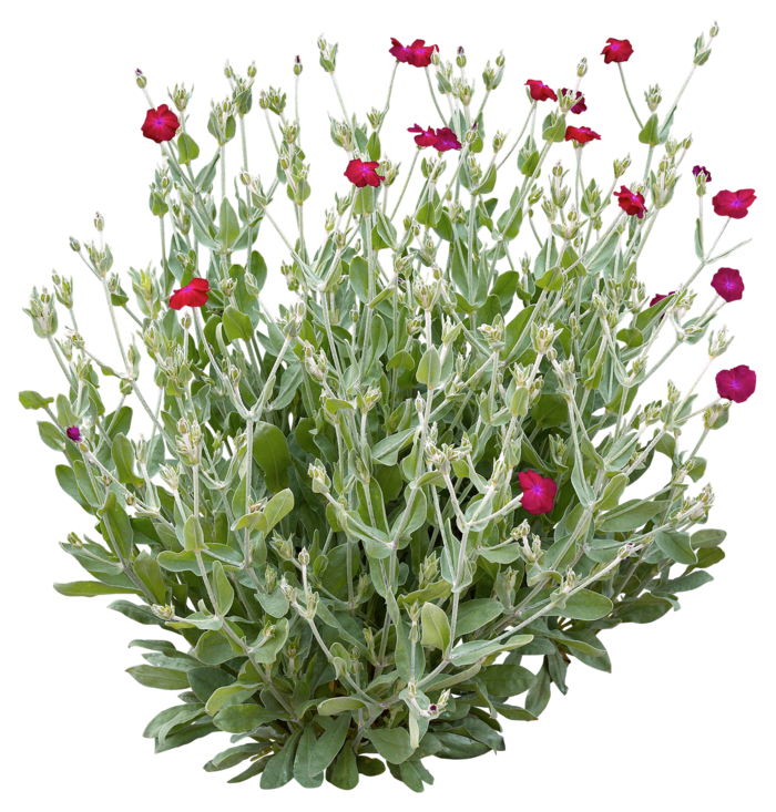 高清树木素材 免抠PSD植物素材 美术绘画园林贴图 树草灌木花草