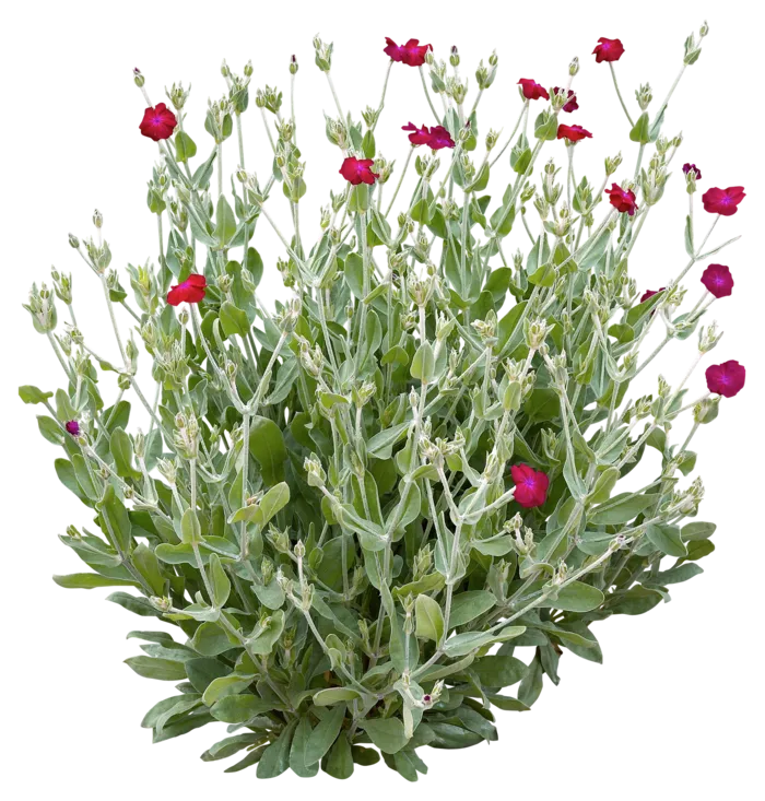 高清树木素材 免抠PSD植物素材 美术绘画园林贴图 树草灌木花草