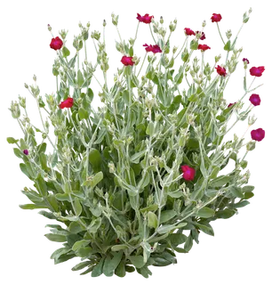 高清树木素材 免抠PSD植物素材 美术绘画园林贴图 树草灌木花草 高清树木素材 免抠PSD植物素材 美术绘画园林贴图 树草灌木花草