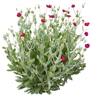 高清树木素材 免抠PSD植物素材 美术绘画园林贴图 树草灌木花草