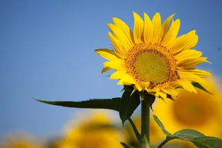 黄色向日葵摄影素材