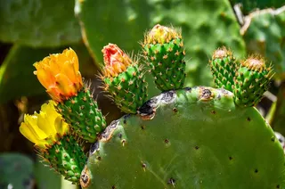 绿色仙人掌仙人球摄影素材