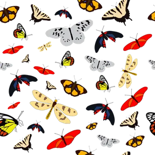 翅膀 昆虫 美丽 热带 艺术 飞 春天