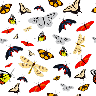 翅膀 昆虫 美丽 热带 艺术 飞 春天