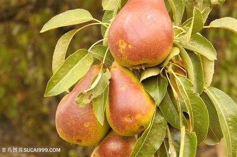 唯美新鲜的食物梨