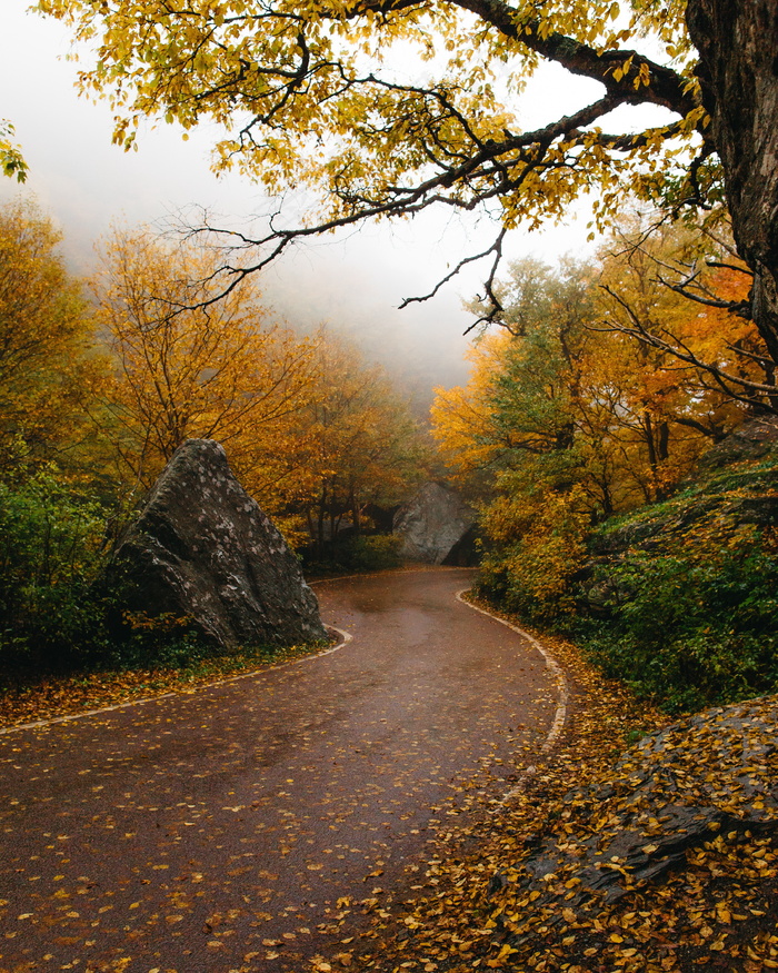 满地落叶山路风景图片