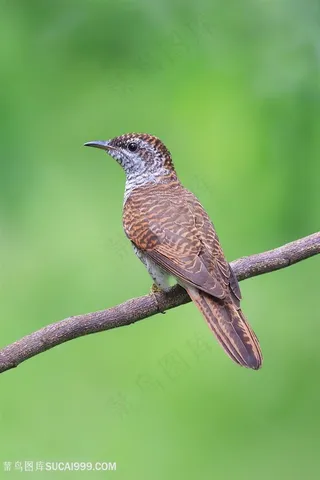 萌萌的布谷鸟类图片