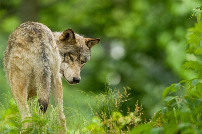 森林中回头的狼图片