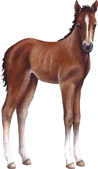 棕色马匹畜牧业养殖现代农业