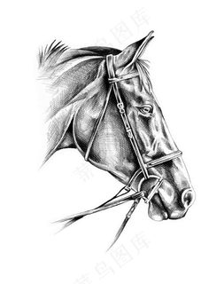 带上器具的骏马头部高清图片