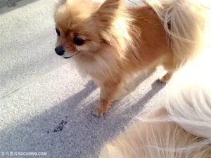 美丽可爱的萌宠博美犬图片素材