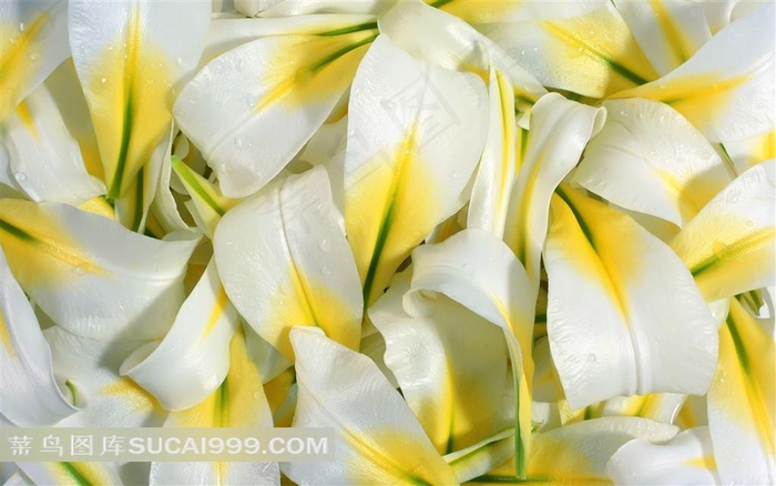 精美百合花瓣壁纸