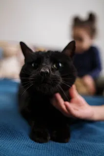 可爱猫咪猫猫摄影素材