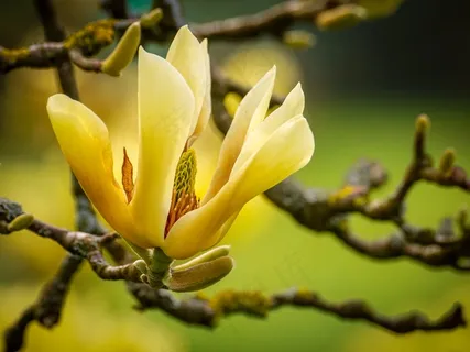 黄色玉兰花朵图片 黄色玉兰花朵图片