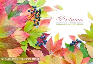 秋天五颜六色的树叶和果实高清图片