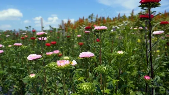 花, 原野, 花草甸, 多彩多姿的, 夏天, 春天, 花园