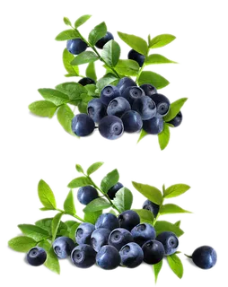 蓝莓水果素材免扣