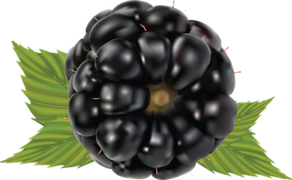 黑莓免抠素材 (6)