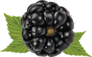 黑莓免抠素材 (6)