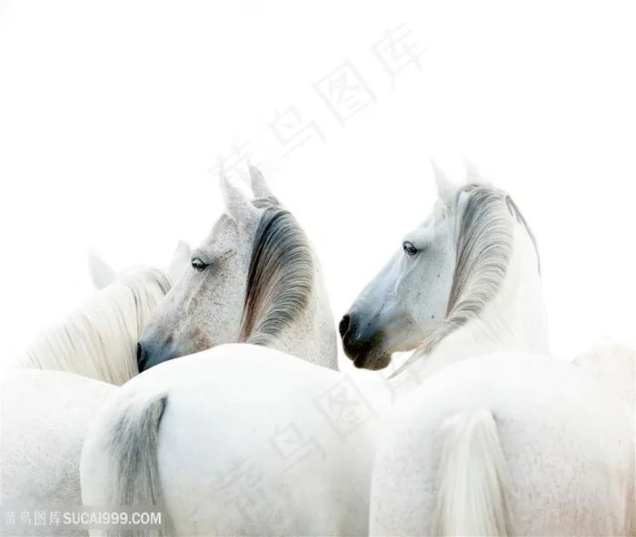 白色骏马尾巴图片