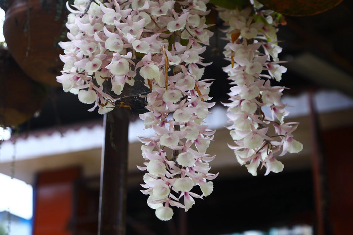 紫藤花特写