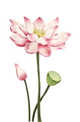 国潮中国风手绘荷花莲花荷叶莲藕植物花卉装饰插画PSD设计素材