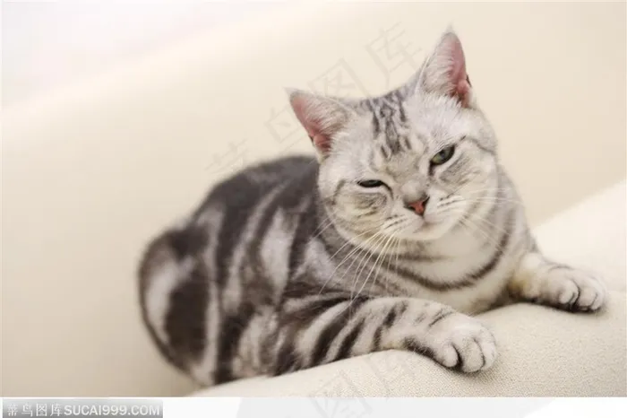 可爱猫咪-慵懒的猫咪