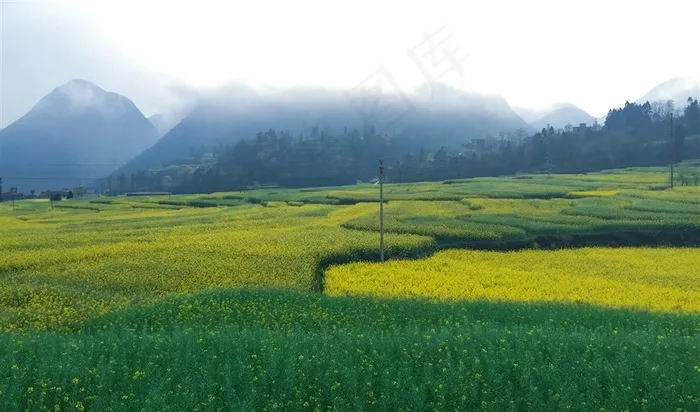油菜花图片素材