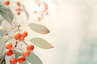 淡雅枝叶红果背景