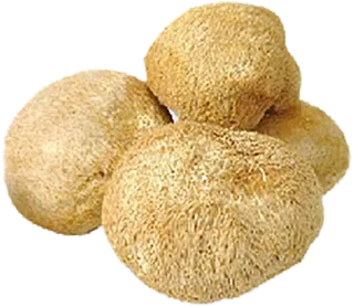 猴菇免扣素材实拍黄色