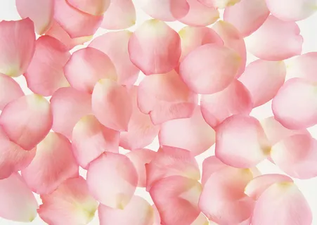 花团锦簇粉花瓣 花团锦簇粉花瓣