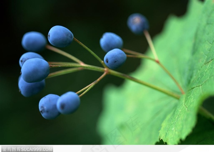 自然生物-蓝色果实