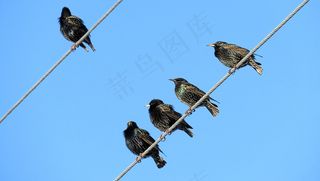 停在电线上的几只小鸟摄影鸟元素