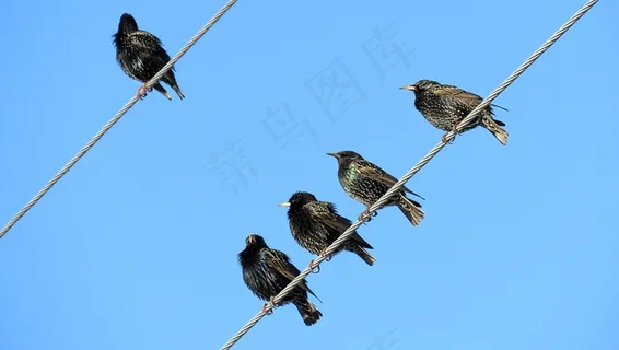 停在电线上的几只小鸟摄影鸟元素 停在电线上的几只小鸟摄影鸟元素