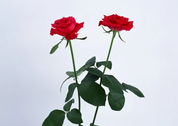 双姝玫瑰花