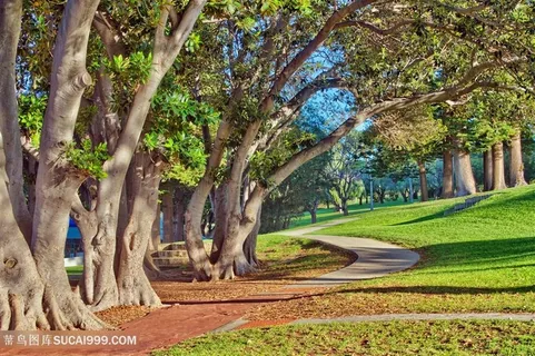 公园中的大树和道路摄影图片