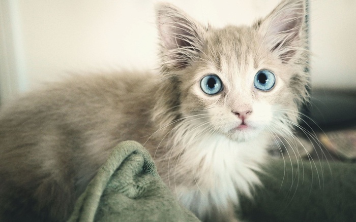大眼睛的猫咪
