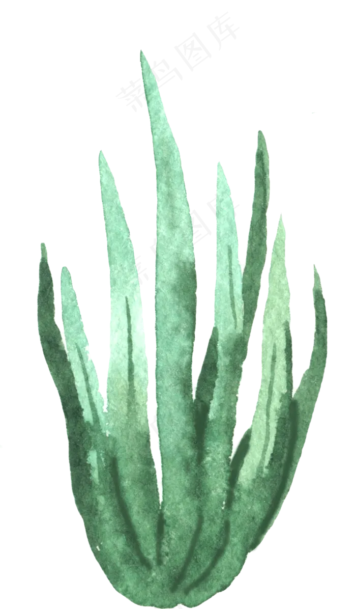 水彩插画-植物14