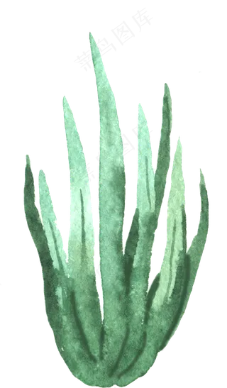 水彩插画-植物14