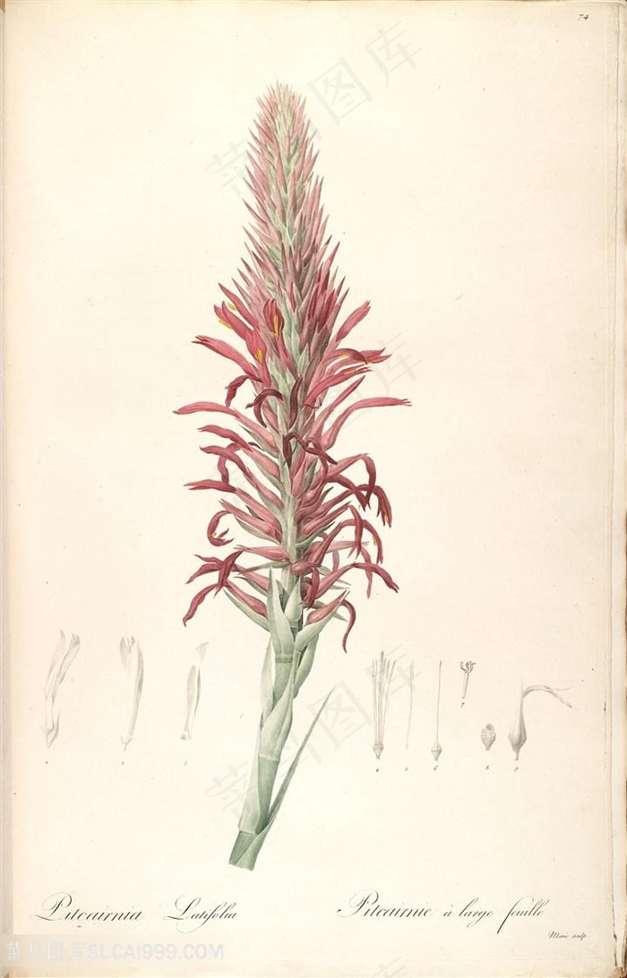 高清花草唯美花卉雷杜德原版图谱