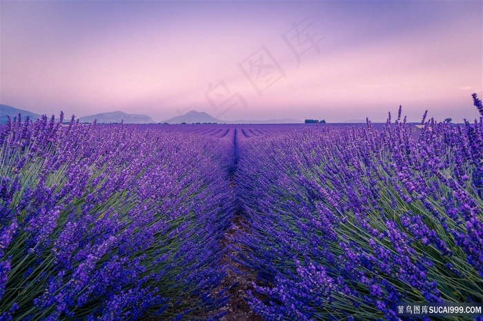 唯美薰衣草花海风景图片