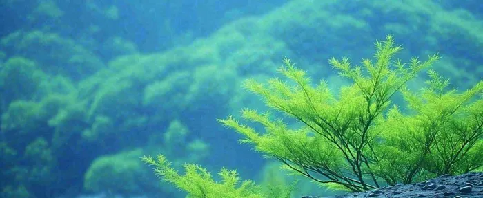 绿色树冠，绿色森林山脉，春天摄影图(1712x704)