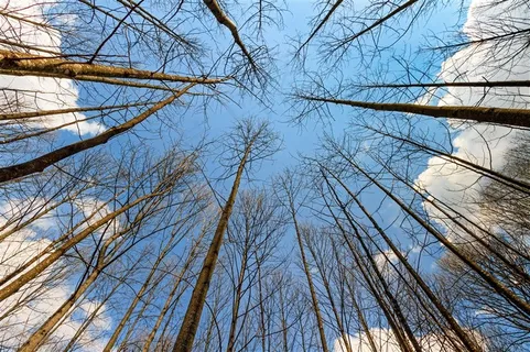 高清树林森林风景画 高清树林森林风景画
