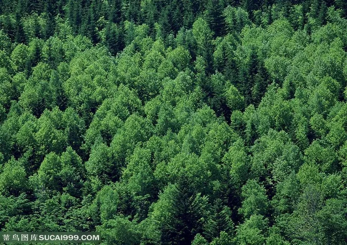 树林风景-高耸翠绿的树