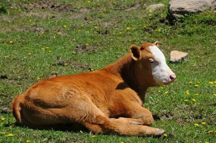 草地上安静休息的牛