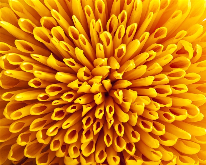 鲜花写真高清摄影图片