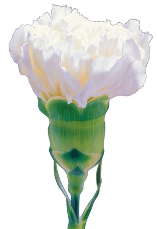 高清白康乃馨图片下载