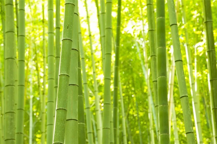 高清竹子风景图片